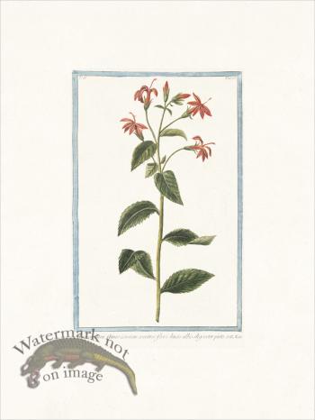 Bonelli 183 Rapuntium Ameri